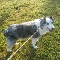 Elite Veterinary Services ico