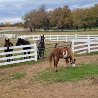 Gursky Veterinary Services ico