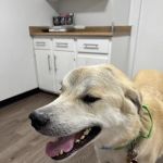 Trinity Veterinary Medical Center