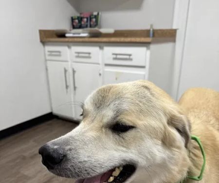 Trinity Veterinary Medical Center