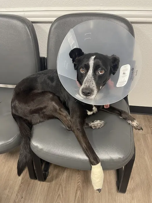 Trinity Veterinary Medical Center Picture 9