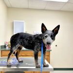 Boyd Animal Hospital