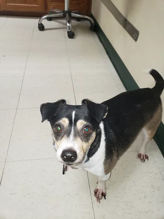 Boyd Animal Hospital Picture 3