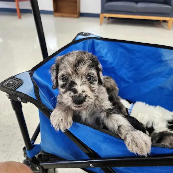 Boyd Animal Hospital Picture 6