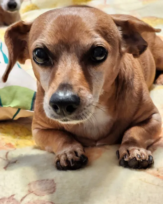Boyd Animal Hospital Picture 10