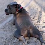 Wynn Veterinary Services
