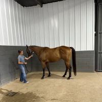 Cutting Edge Equine Hospital ico