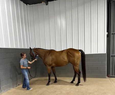 Cutting Edge Equine Hospital