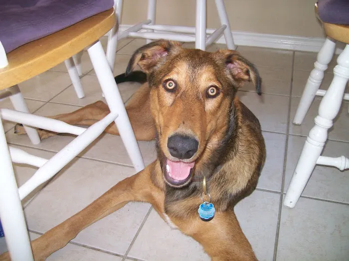 Alma Animal Hospital Picture 3