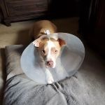 Alma Animal Hospital