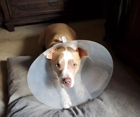 Alma Animal Hospital