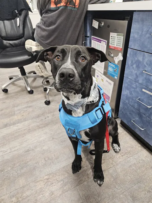 Alma Animal Hospital Picture 5