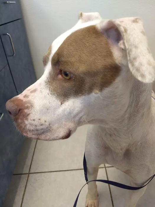 Alma Animal Hospital Picture 8
