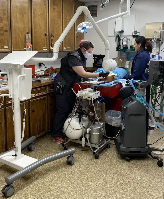 Animal Hospital of Collin County Picture 3