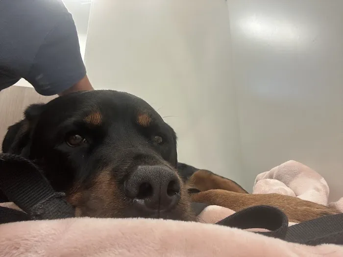 Petfolk Veterinary & Urgent Care - Allen Picture 5