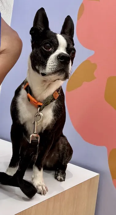 Petfolk Veterinary & Urgent Care - Allen Picture 8