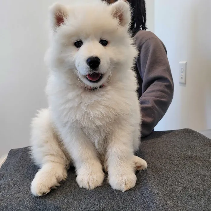 Petfolk Veterinary & Urgent Care - Allen Picture 9