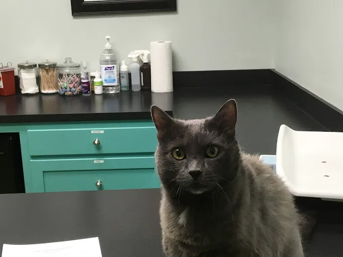 Cat Hospital of Collin County Picture 3