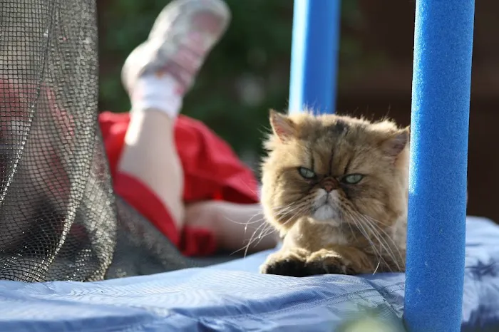 Cat Hospital of Collin County Picture 5