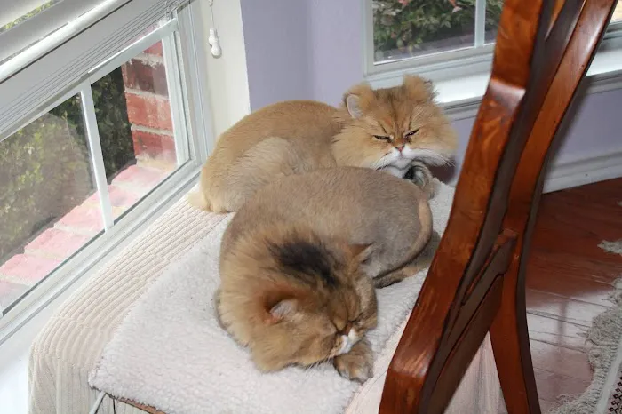 Cat Hospital of Collin County Picture 7