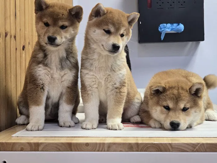 Young's Animal Hospital Picture 1