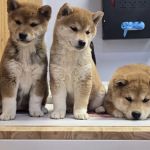 Young's Animal Hospital