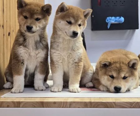 Young's Animal Hospital