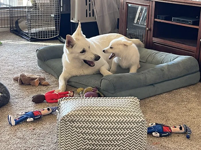 Young's Animal Hospital Picture 4