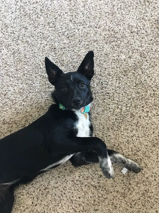 Young's Animal Hospital Picture 5