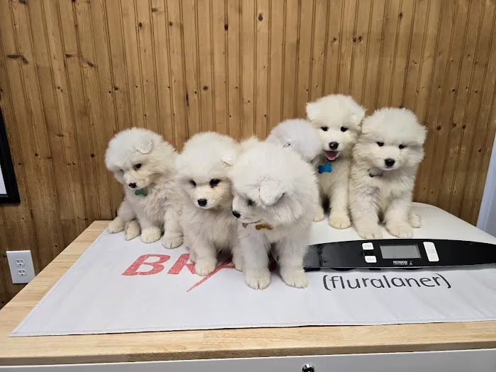 Young's Animal Hospital Picture 10