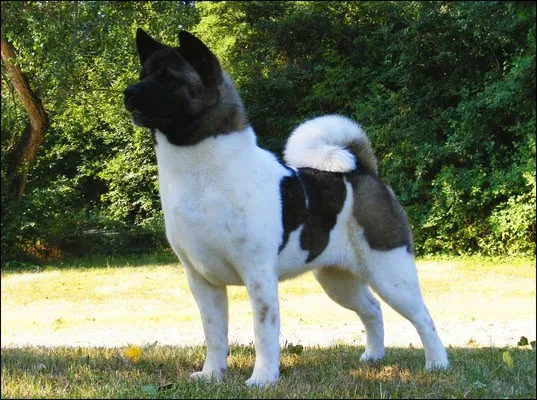 Young's Animal Hospital Picture 8