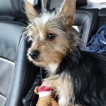 Whitney Veterinary Clinic