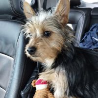 Whitney Veterinary Clinic ico