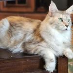 Dallas Maine Coons