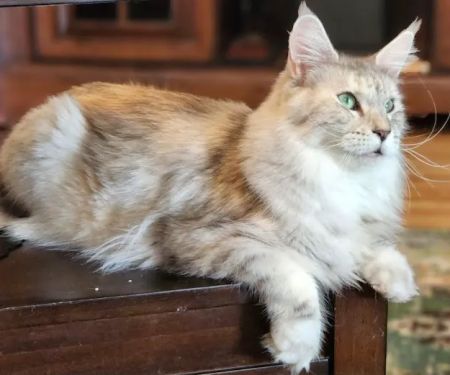 Dallas Maine Coons