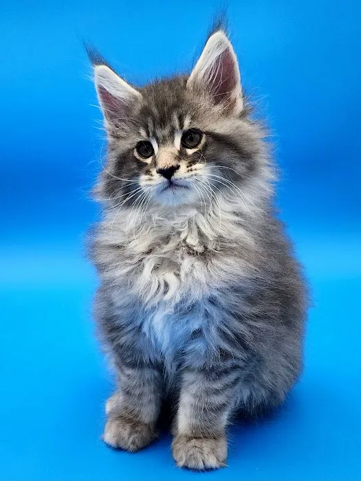 Dallas Maine Coons Picture 2
