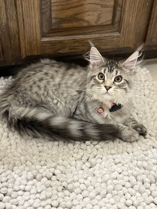 Dallas Maine Coons Picture 5