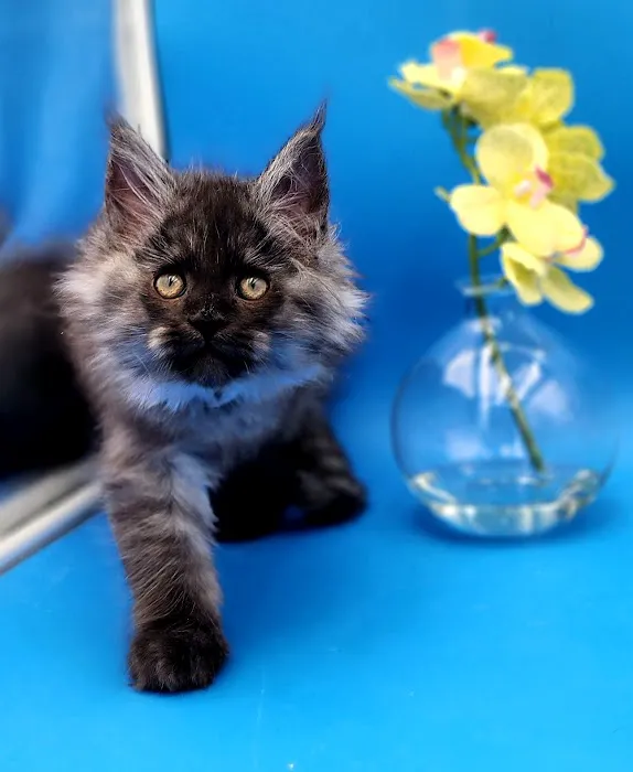 Dallas Maine Coons Picture 3