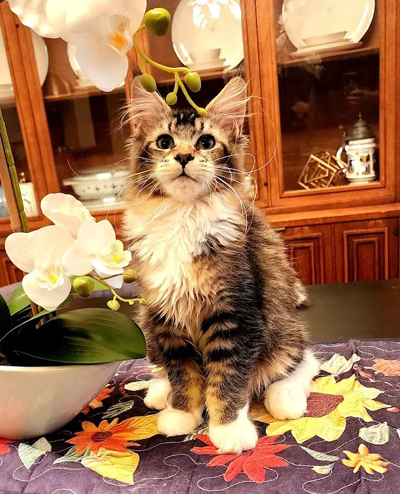 Dallas Maine Coons Picture 8
