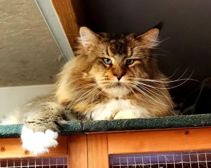 Dallas Maine Coons Picture 6