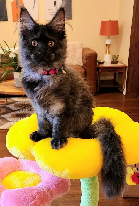 Dallas Maine Coons Picture 7