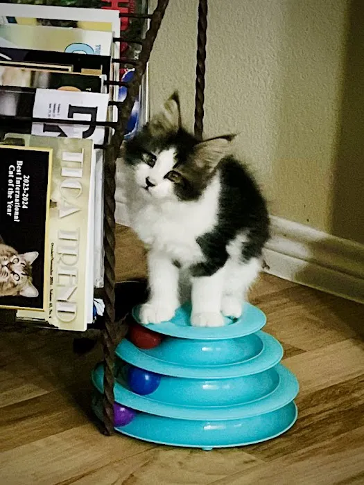 Dallas Maine Coons Picture 9
