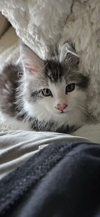 Dallas Maine Coons Picture 10
