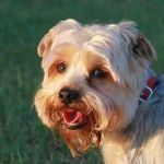 Crossroads Veterinary Clinic
