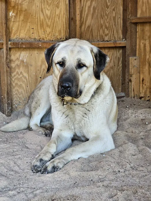 Crossroads Veterinary Clinic Picture 9