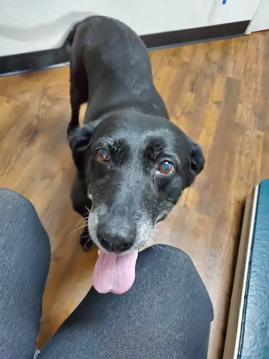 Diamond L Veterinary Services Picture 2