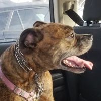 Cause For Paws ico