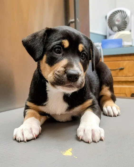 Wills Point Veterinary Clinic Picture 4