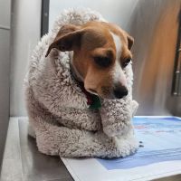 Wills Point Veterinary Clinic ico
