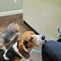 Animal Medical Center ico